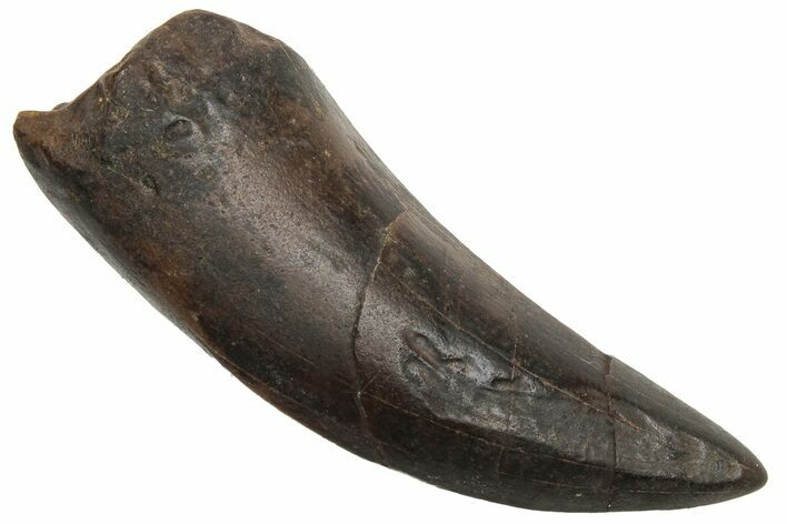 Tyrannosaur Tooth - Judith River Formation #225652